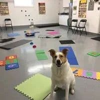 White and brown dog sitting on a gray floor surrounded by toys